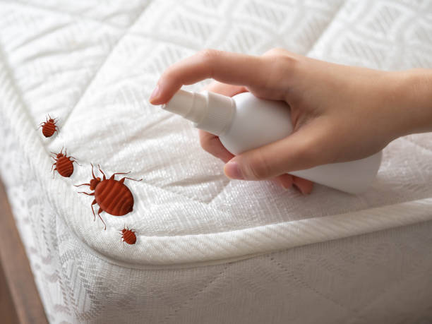 Reliable Collings Lakes, NJ Pest Control Solutions