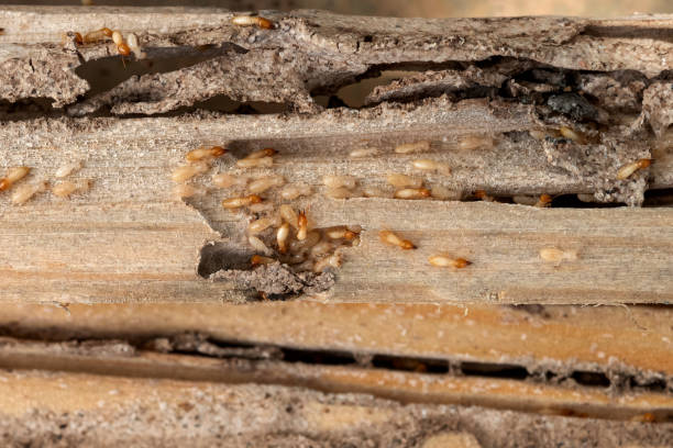 Bird Control in Collings Lakes, NJ